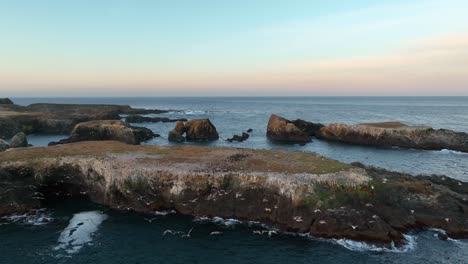 Aerial-of-seabirds-flying-along-California's-rocky-coastline-at-sunset