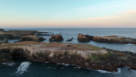 aerial of seabirds flying along california's rocky coastline at sunset