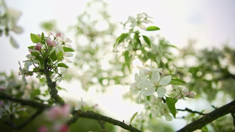 Primer-Plano-De-Flores-De-Manzana-De-Primavera