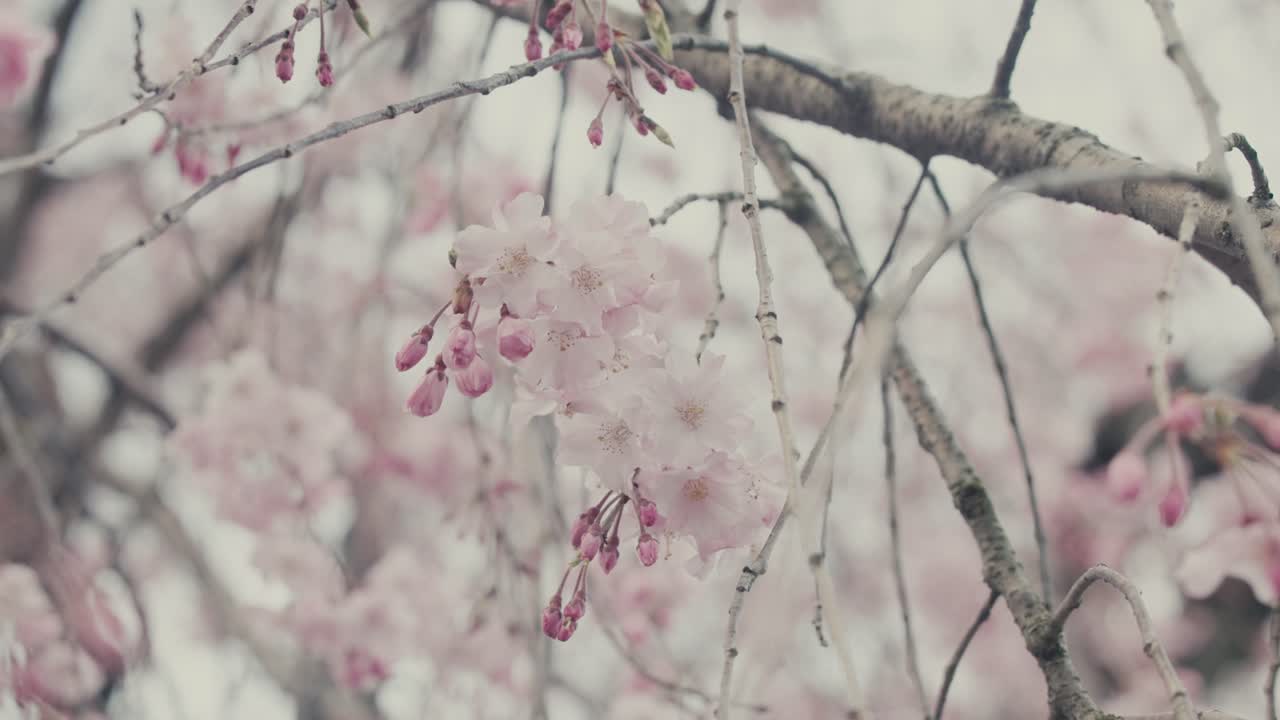 las flores de cerezo rosadas durante la primavera en kyoto, japón