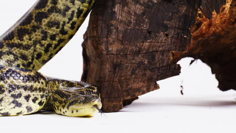 Yellow-anaconda-snake-on-white-background