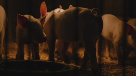 piglets in a pen at night