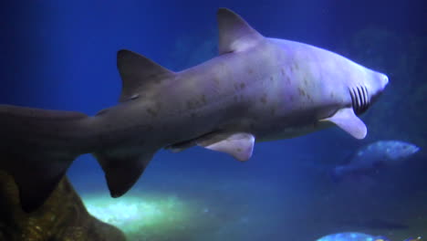 cuento de tiburón swin dentro del mar tiburón blanco aterrador grande