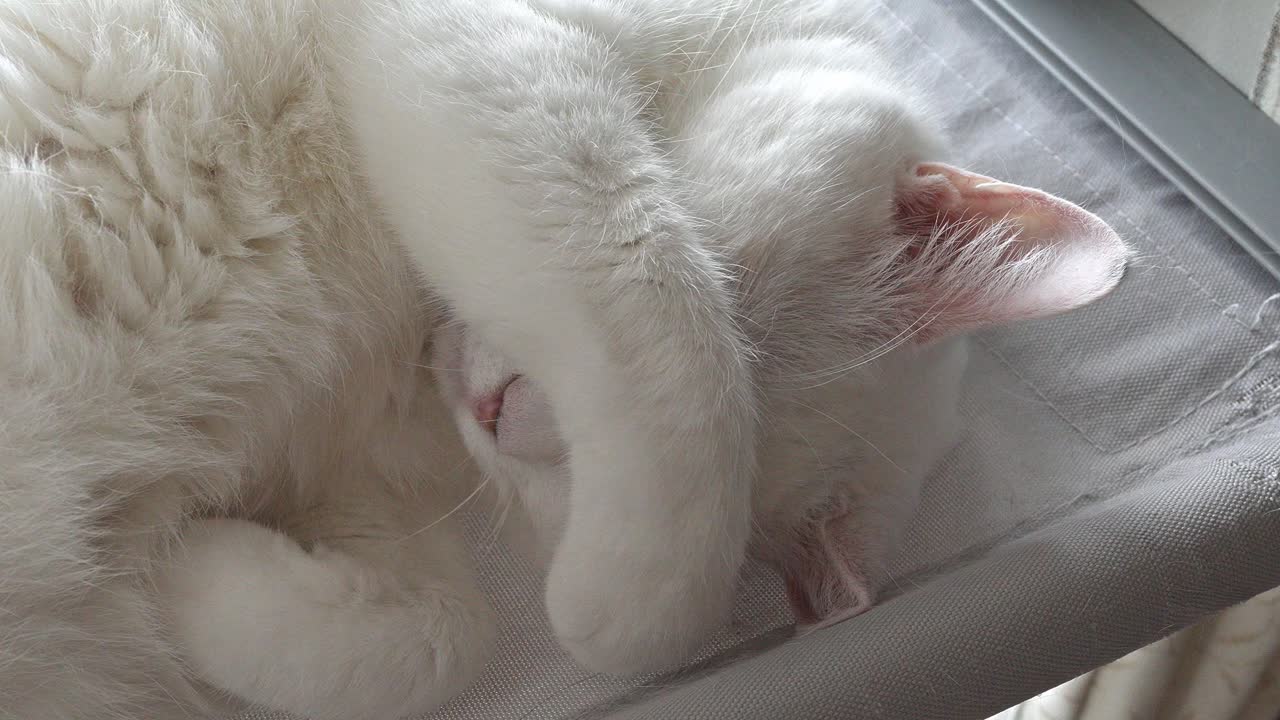 A pure white cat is captured in a relaxed pose, resting contentedly on a soft, patterned blanket, showing its calm and peaceful demeanor.
