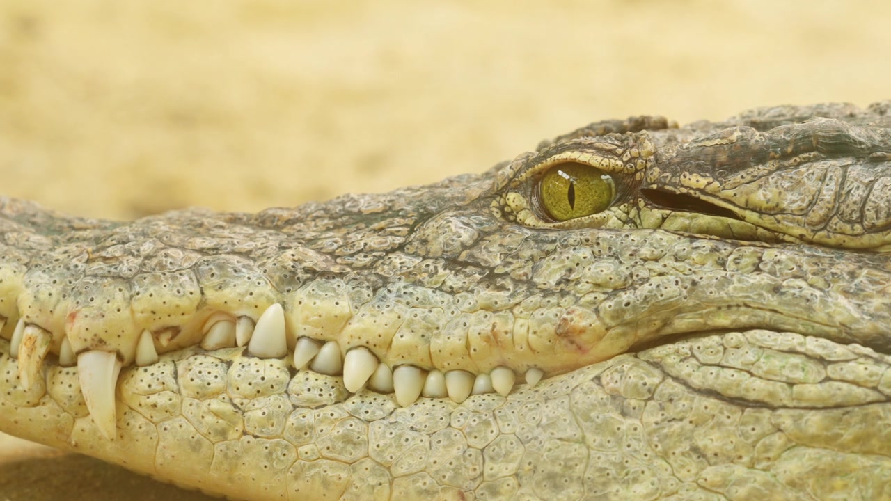 Coccodrillo del Nilo a riposo con uno sguardo terrificante