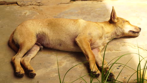 Adorable-Cachorro-Callejero-Durmiendo-En-El-Suelo,-Sacudiendo-La-Pierna-Mientras-Sueña