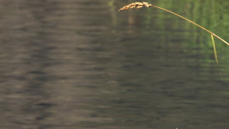 cerca de la gran cara de garza azul en el borde del cuadro, estanque verde detrás