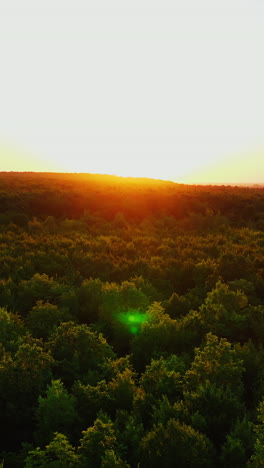 tops of trees at sunset. the sun rising up over the green forest. nature background in summer. aerial view. camera moves to the left. vertical video