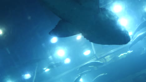 tiburones en un acuario