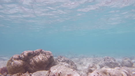 Toma-Cinematográfica-En-Cámara-Lenta-De-Un-Arrecife-De-Coral-Muerto-En-Aguas-Cristalinas-En-Un-Día-Brillante-Y-Soleado,-Slomo,-4k