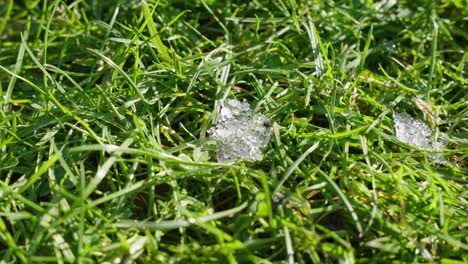 macro shot of shiny melting snow particles with green grass and leaves