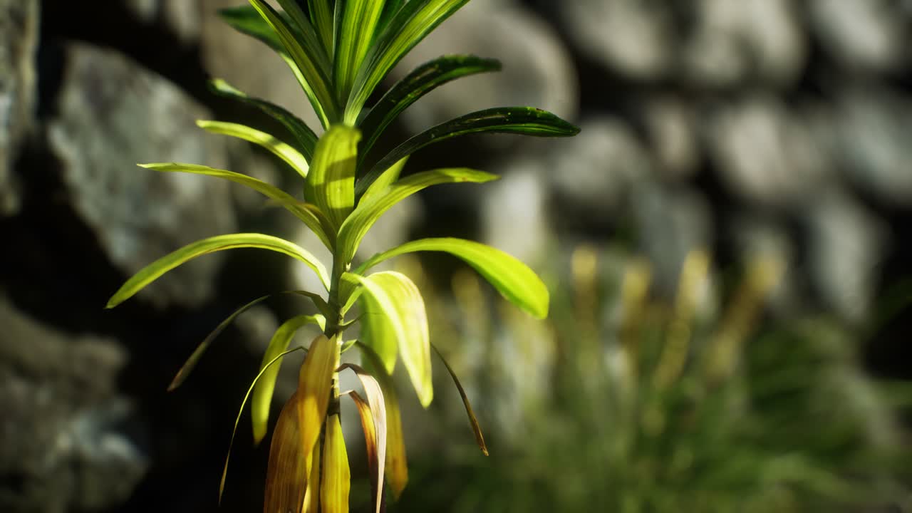 잉글랜드 북부 시골의 잔디와 돌 벽