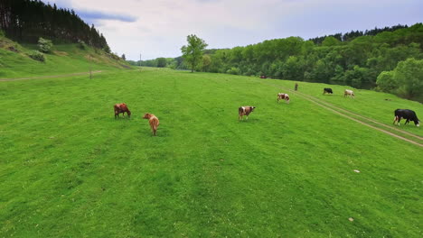 flying over the fresh green meadow and approaching the cattle herd. diverse cows grazing on the pasture land. top view.