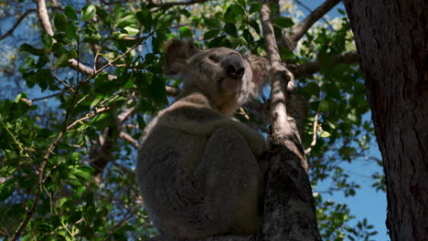 Koala-bear-eating,-sitting-and-sleeping-on-a-tree