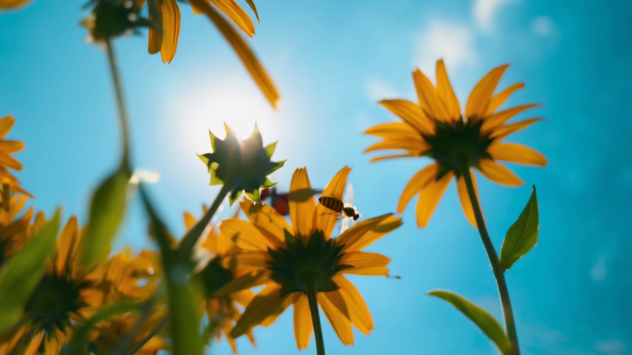 Vista de Ângulo Baixo de Abelha em Flores Amarelas Contra o Céu Azul Ensolarado