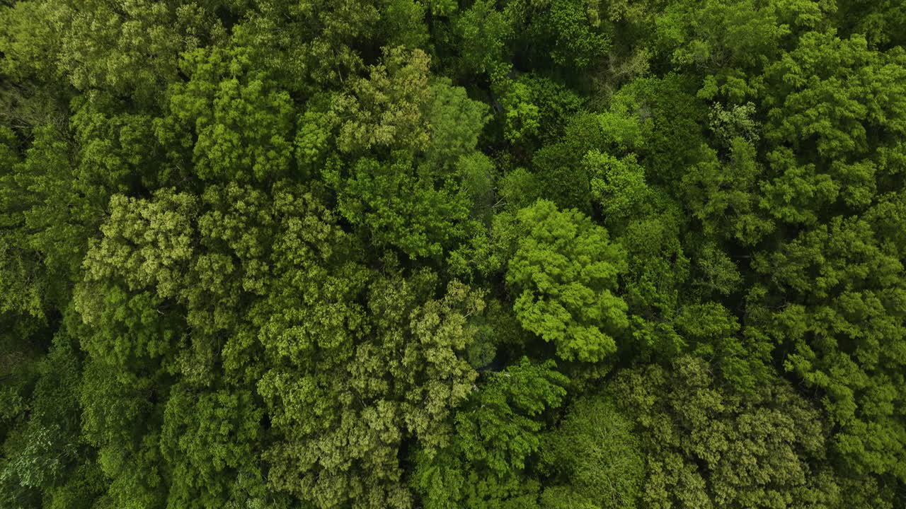 los pantanos densamente boscosos en el parque estatal big cypress tree en el condado de weakley, tennessee, estados unidos