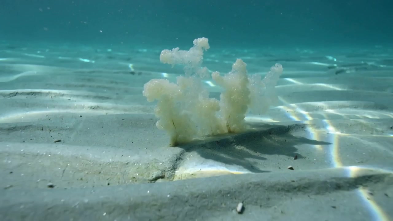 Dannes fra en puf, der opstår på sand, sedimentplume stiger op fra lavt havbund med skaller, kaustik