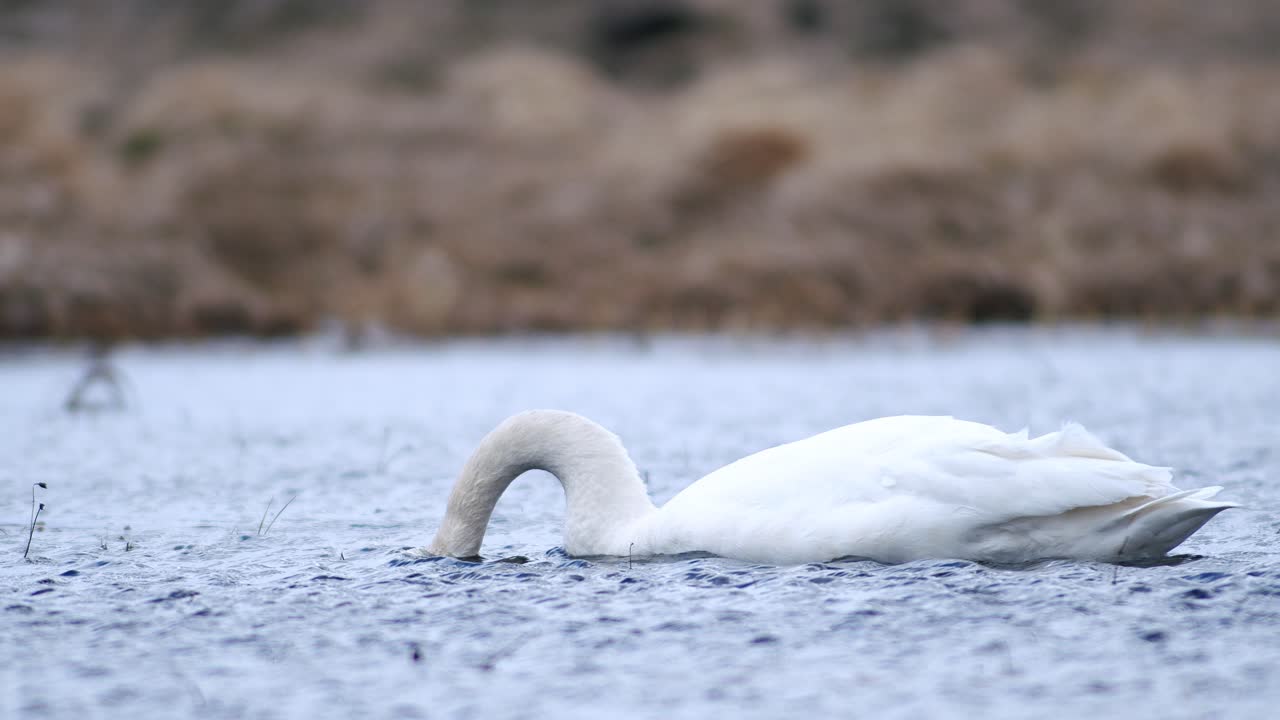 cisnes cantores durante la migración de primavera descansando en un charco de prado inundado de hierba seca