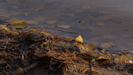 Stimmungsvolle-Atmosphärische-Wasserwellen-Auf-Einem-See-Mit-Herbstblättern,-Die-Von-Bäumen-Und-Stöcken-Gefallen-Sind,-Holz