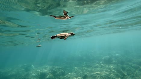 close up of a baby turtle swimming furiously and taking a breath at the sea surface