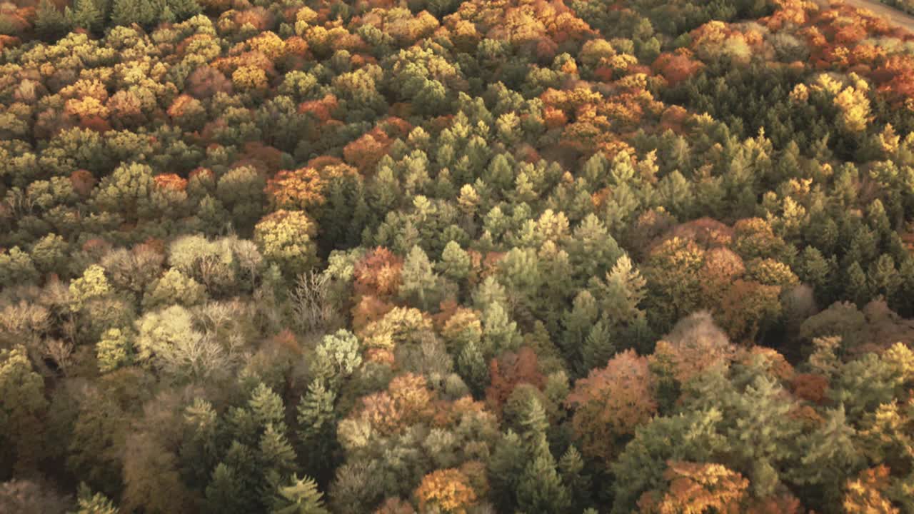 Camera glides forward over a colorful autumn forest, transitioning from golden broadleaf trees into dense green evergreens in the heart of Germany’s woodlands