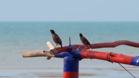 Zwei-Gemeine-Mynas,-Acridotheres-Tristis,-Ruhen-Auf-Einem-Bunten-Baumzweig-Mit-Einem-Ruhigen-Meer-Im-Hintergrund