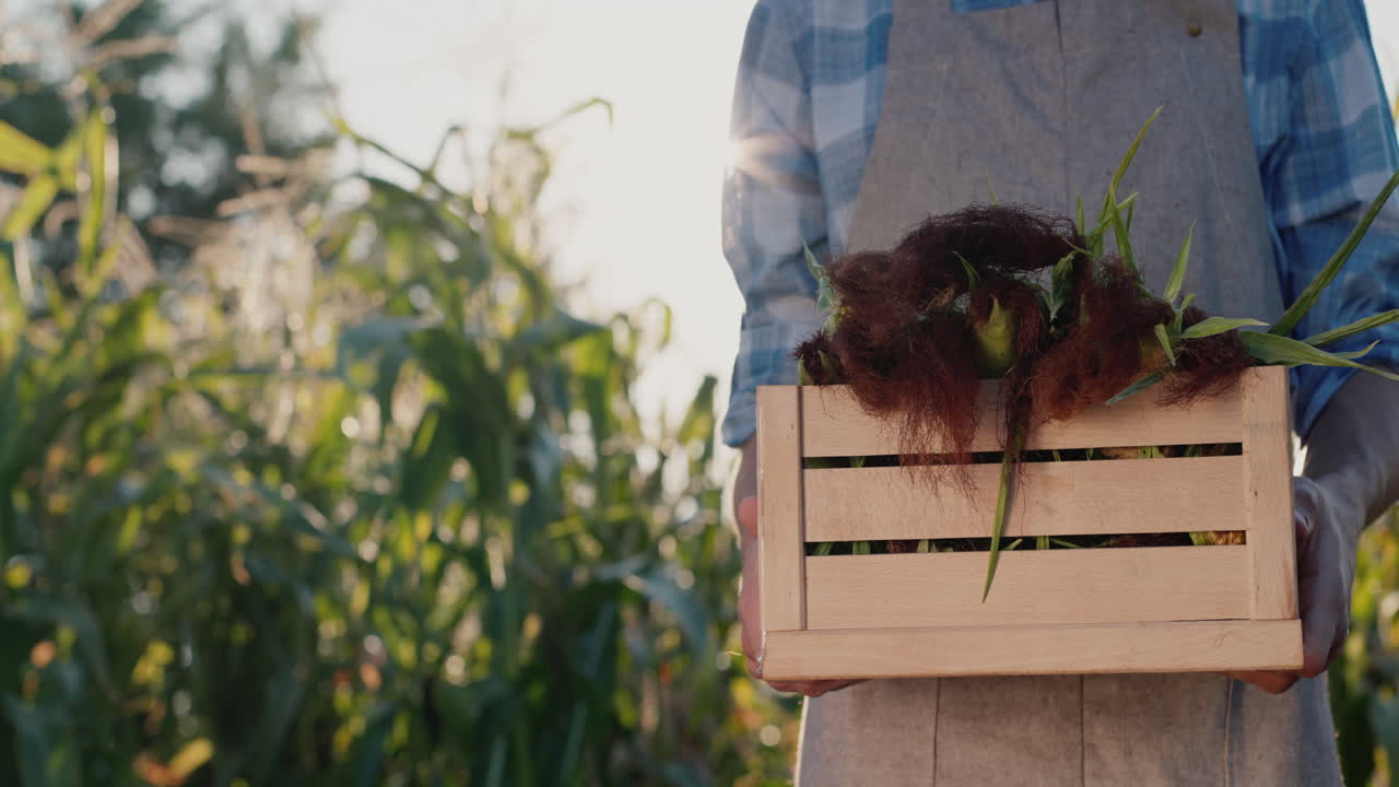 농부의 손에 옥수수가 든 나무 상자