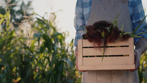 una caja de madera con maíz en manos de un granjero