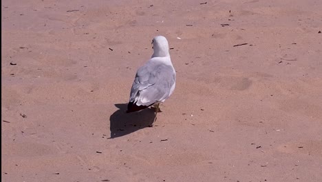 Paseos-De-Gaviotas-Y-Graznidos-En-La-Playa-De-Arena