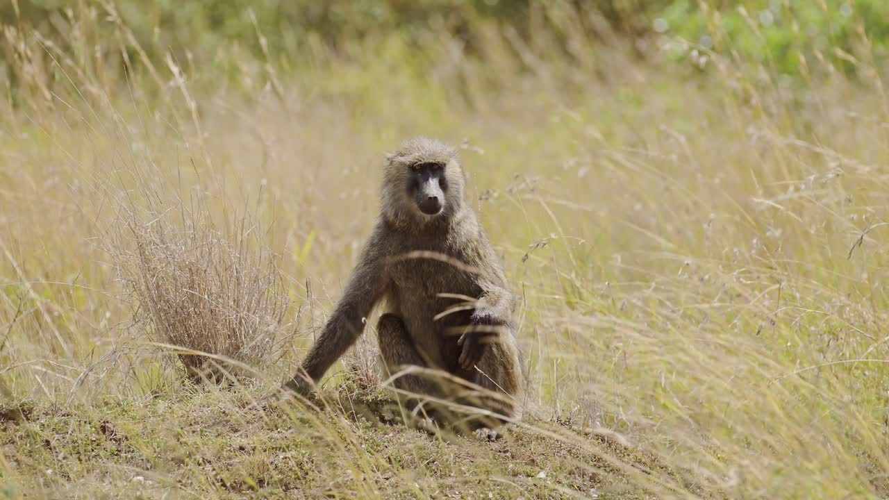 fotografía en cámara lenta de un babuino sentado entre la hierba alta en la sabana seca y vacía, conservación de la vida silvestre africana en la reserva nacional maasai mara, protección contra la deforestación en kenia