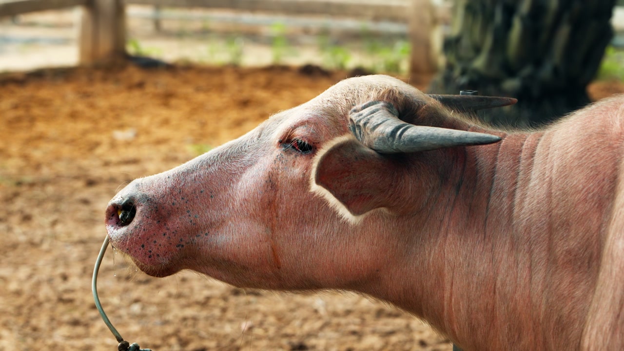 A detailed close-up profile shot of a rare pink albino water buffalo's head, showcasing the texture of its skin, dark horns, and traditional nose rope as it stands calmly in its farm enclosure