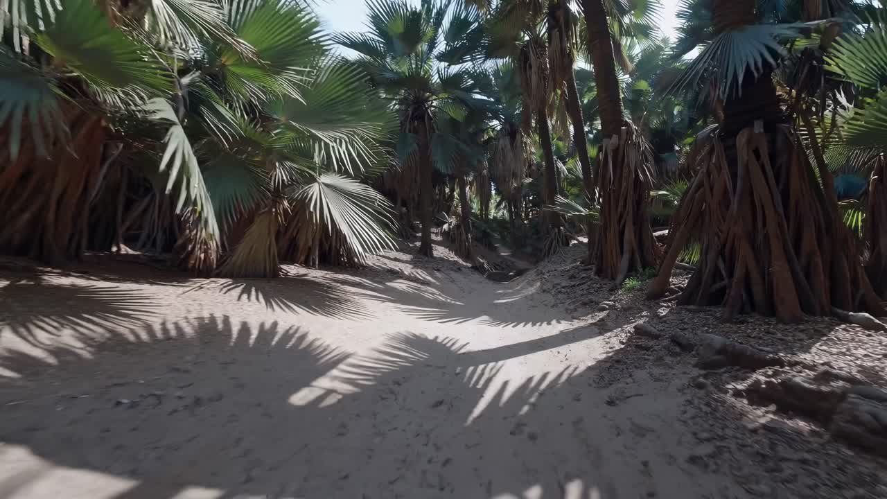 A dynamic video capturing a low-angle view of a sandy path through a lush palm forest