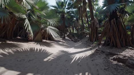 a dynamic video capturing a low-angle view of a sandy path through a lush palm forest