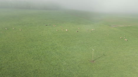 distant herd of livestock cows being let free at wexford ireland aerial