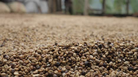 toma de una plantación de café en colombia donde los granos de café crudos se clasifican, limpian, perforan y tratan, asan, preparan el proceso artesanal en las tierras de cultivo tradicionales de la aldea de colombia sierra nevada