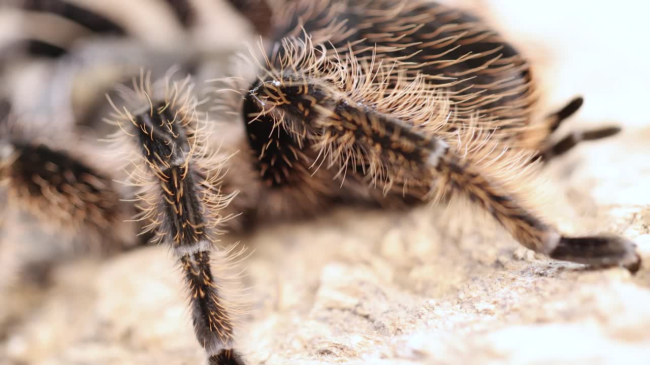 A tarantula moves slowly across a textured surface, captured in a detailed close-up with soft lighting