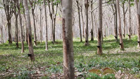 a tranquil rubber tree farm with orderly rows of trees and soft natural lighting, captured in phuket, thailand