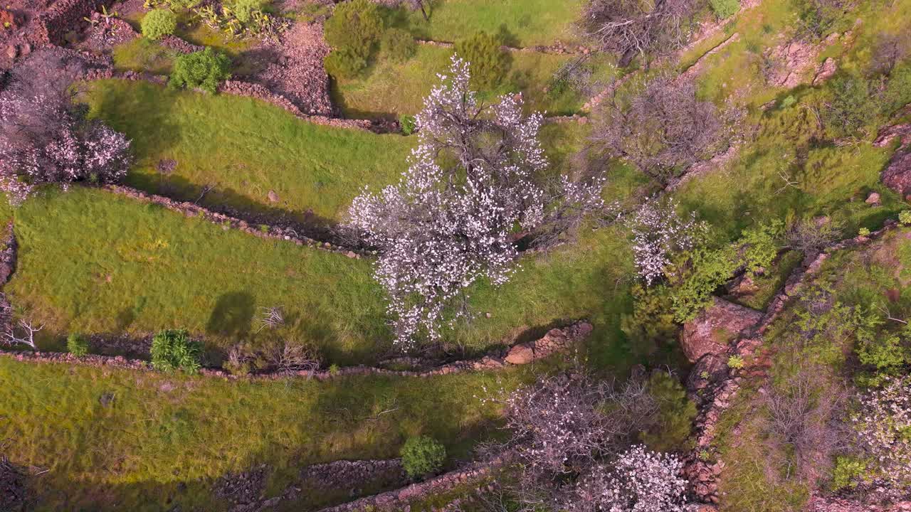 Mandorli in fiore in primavera, campi di un verde vivido, vista pacifica di Tenerife.