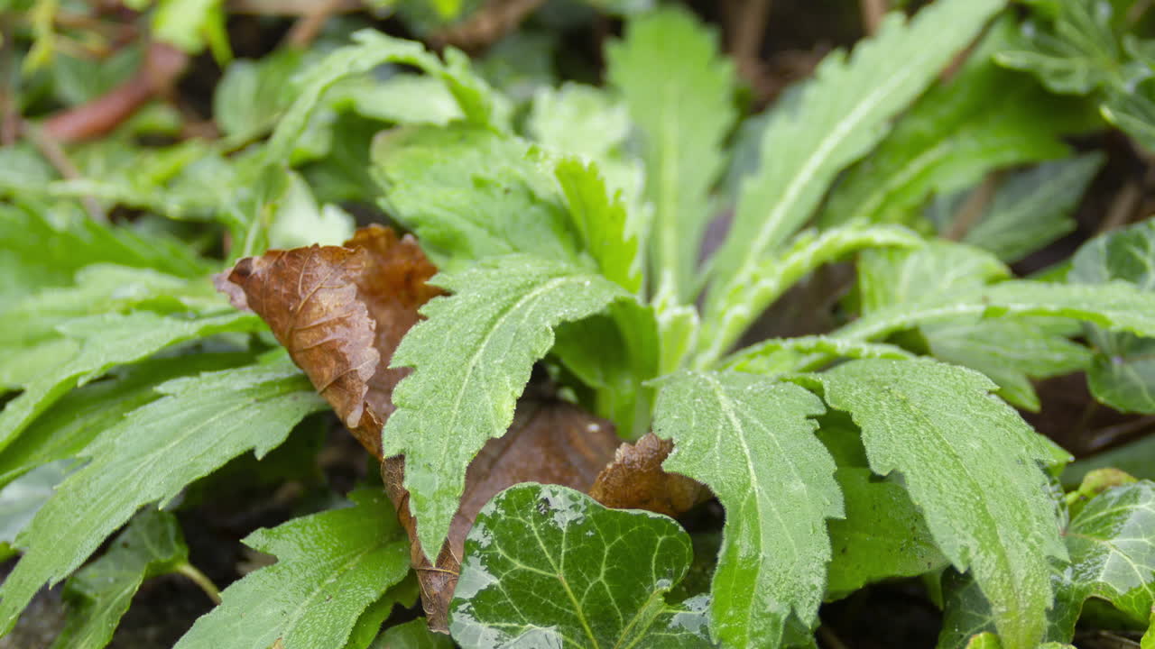 lapso de tiempo de la descongelación de la planta de maleza congelada al sol - acercar
