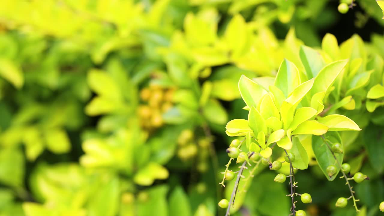 Bright green Duranta erecta plant in a sunlit garden, showcasing lush foliage and delicate flowers in Coffs Harbour, Australia