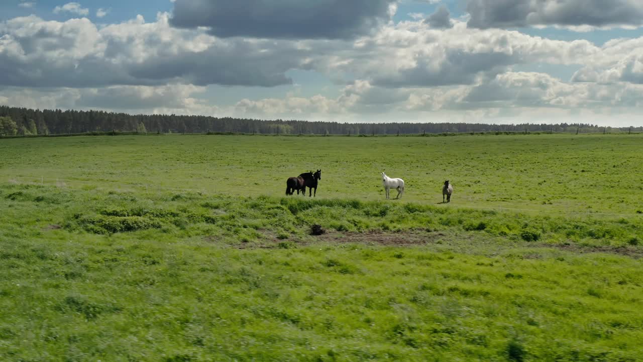 Cavalli su prato verde in Warmia, Polonia - ripresa aerea con drone