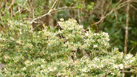 Bunter-Vogel-Flattert-In-Der-Naturwaldszene-In-Costa-Rica,-Statisch