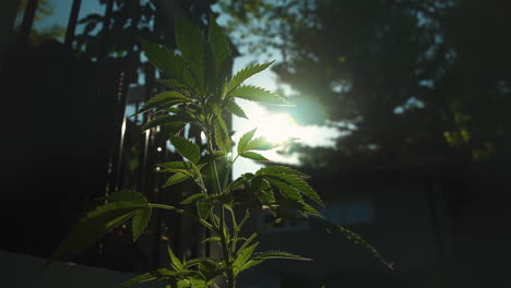marijuana plant growing in backyard. camera pan to plant as sun casts flare in the background