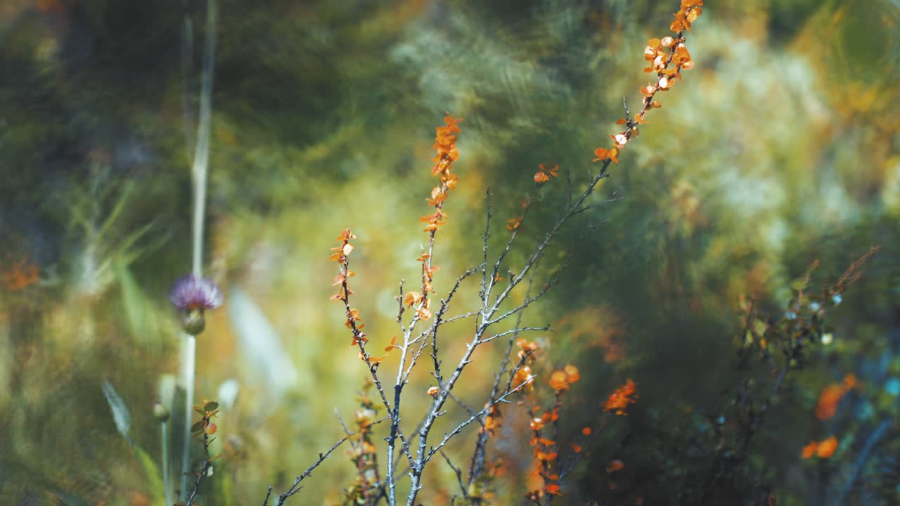 A close-up of the thistle flower and dwarf birch tree on the blurry background