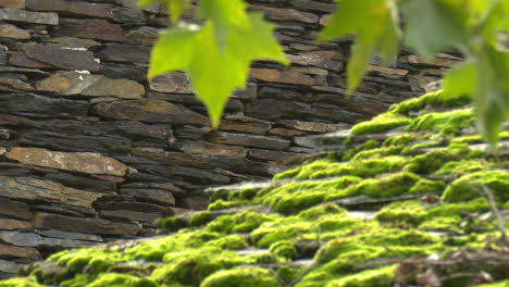 stone wall with moss