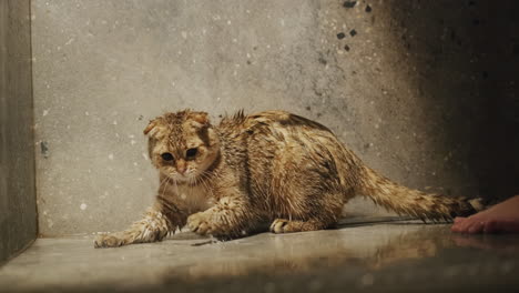 Funny-young-cat-with-paws-trying-to-catch-water-in-the-shower