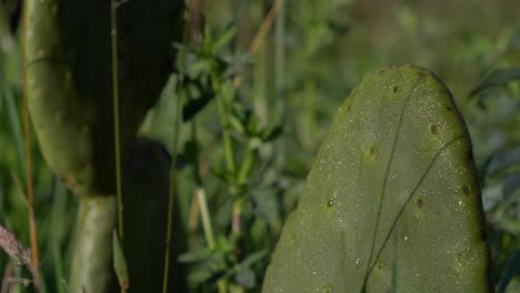 primer plano de un cactus sin agujas de pico durante el subconjunto en un área de jardín verde