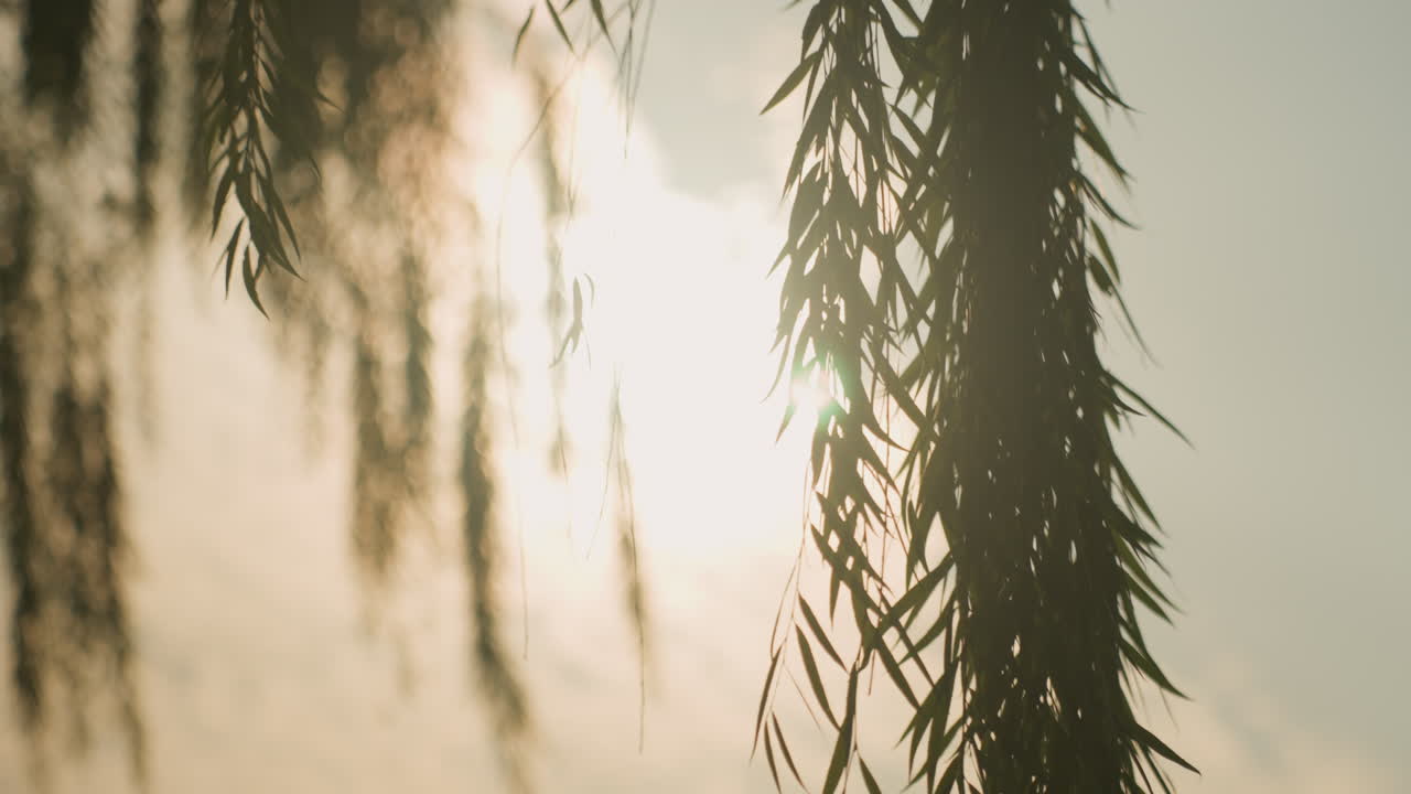 Sunlit willow branches against hazy sky, close backlit silhouette, warm golden glow, drifting leaves, soft bokeh, cinematic tranquil mood ideal for meditation and ambient nature scenes