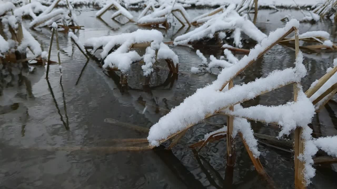 покрытые снегом тростники в замороженном болоте