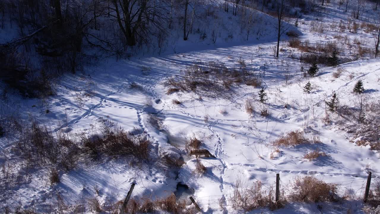 추운 겨울을 견디기 위해 깊은 가루 눈과 들판을 달리는 코요테